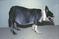 Dog with cushings syndrome - note how large the belly has become